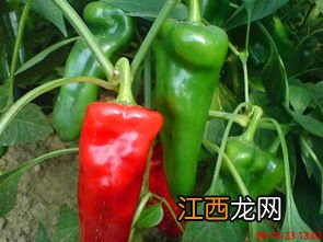 红菜椒炒熟后为什么发酸