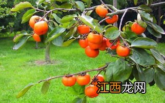 吃柿子的12个禁忌-吃完柿子多喝热水好吗