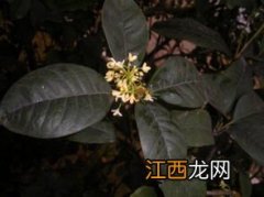 新鲜桂花泡酒怎么处理