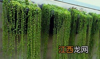 玉珠帘的养殖方法 玉珠帘怎么养
