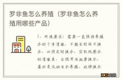 罗非鱼怎么养殖用哪些产品 罗非鱼怎么养殖