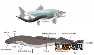 七鳃鳗有什么别称 七鳃鳗还有哪些别称呢