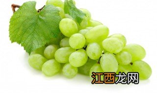 花盆葡萄怎么种植方法 花盆里种葡萄怎么种技术