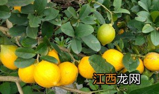 香水柠檬种植 香水柠檬种植方法