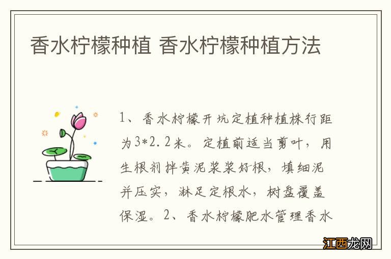 香水柠檬种植 香水柠檬种植方法