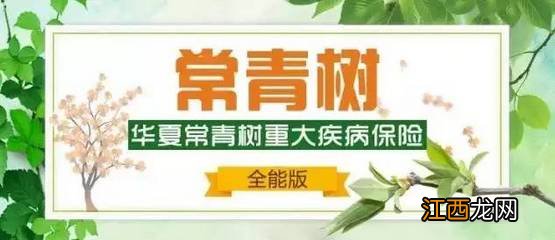 长青树重疾险是哪个公司的产品？