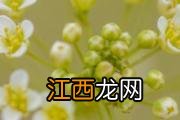 泡菜是发物吗 泡菜每天吃多少合适