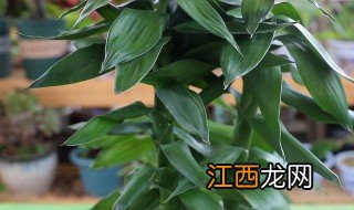 怎么养观音竹 怎么养观音竹才不会发黄