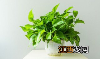 冬天绿萝叶子发黄枯萎怎么补救 如何解决绿萝叶子发黄枯萎