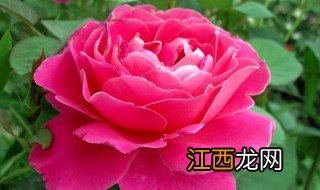 月月红怎么养 月月红花如何养