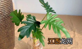 小天使植物怎么养 小天使植物怎么养护