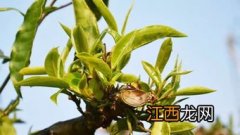 300年古树茶怎么泡茶喝