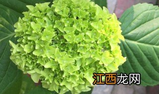 绣球花种子种植方法和时间 绣球花种子种植方法