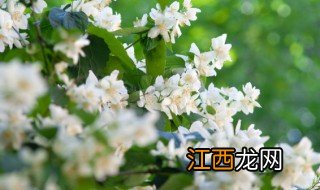 裸根茉莉种植方法，裸根茉莉种植方法图片