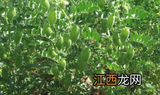 长寿豆种植时间和方法 长寿豆的种植方法