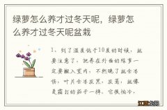 绿萝怎么养才过冬天呢，绿萝怎么养才过冬天呢盆栽