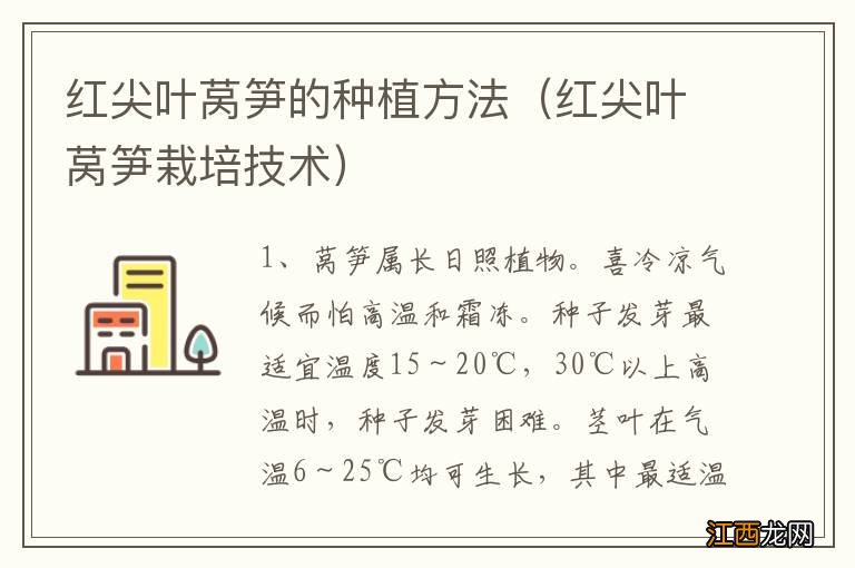 红尖叶莴笋栽培技术 红尖叶莴笋的种植方法