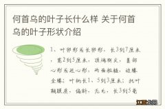 何首乌的叶子长什么样 关于何首乌的叶子形状介绍