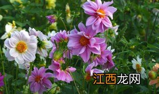 小丽花的地栽养殖方法和注意事项 小丽花怎么养护长得好呢和注意事项介绍