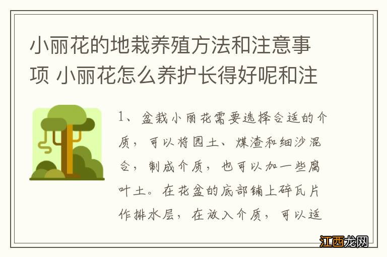 小丽花的地栽养殖方法和注意事项 小丽花怎么养护长得好呢和注意事项介绍