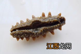 泡好的刺参要煮多久