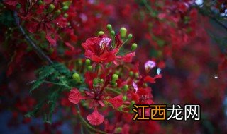 凤尾花怎么种 凤尾花养殖方法