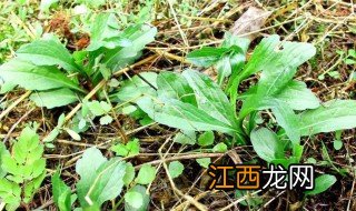 马兰头种植注意事项 马兰头的正确种植方法是什么