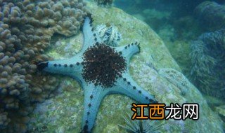 海星里面的黑色的是什么东西 海星有多少种类呢