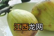 柿饼一天吃几个合适 柿饼为什么不能空腹吃