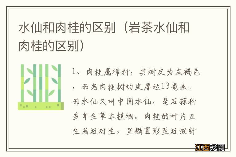 岩茶水仙和肉桂的区别 水仙和肉桂的区别