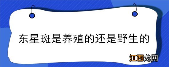 东星斑养殖和野生的区别 东星斑是养殖的还是野生的