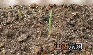 铃兰根种植后多久发芽 铃兰根种植后发芽需要的时间