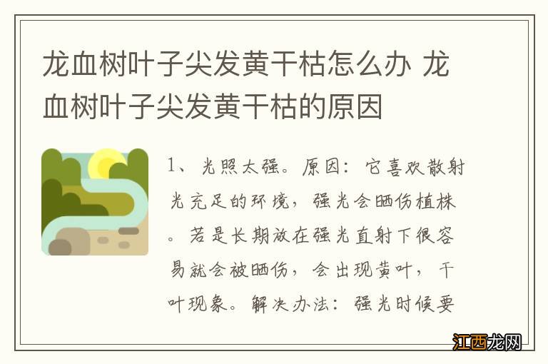 龙血树叶子尖发黄干枯怎么办 龙血树叶子尖发黄干枯的原因