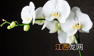 兰花叶子发黄怎么处理 兰花叶子发黄如何处理