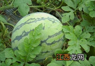 无籽麒麟瓜多少钱一斤