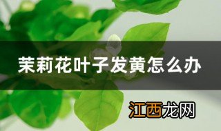 茉莉花叶子发黄 茉莉花叶子发黄的解决方法