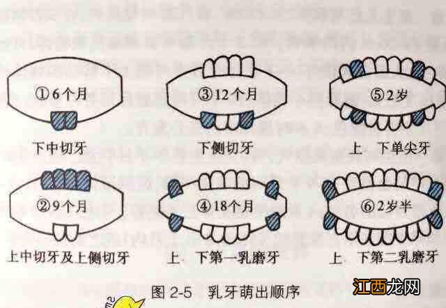 宝宝几个月长牙、出牙表现、应对建议，一文讲清，家长要正确护理