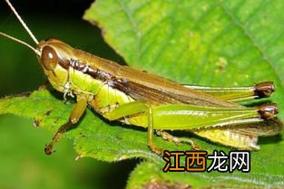 蝗虫棚内用什么消毒和杀菌