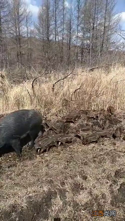 野猪一年生几窝