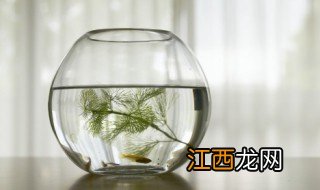 芦苇可以养鱼吗 芦苇能种在鱼缸里吗