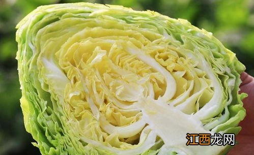 什么样的包心菜切丝好吃