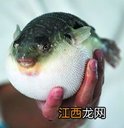 河豚需要加氧吗