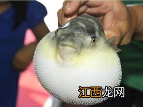 河豚需要加氧吗
