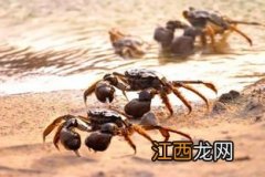 河蟹可以冷冻多长时间