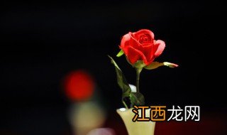 剪下来的月季花怎么保存长久 月季花怎么长久的保存？