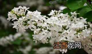 丁香花什么颜色 丁香花颜色简述