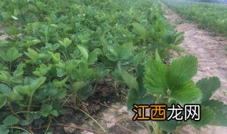 南方草莓育苗方法 草莓育苗方法