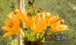 百合什么时候开花 百合4月份开花