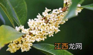 四季桂什么时候开花 四季桂的开花时间