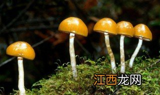 菌类的栽种方法 食用菌的栽培方法